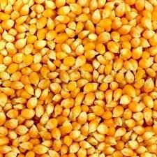 Corn seeds - MEME GROUP COMPANY LTD - Cameroon