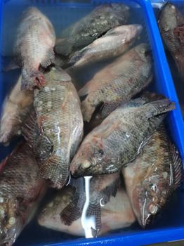 Whole round tilapia - Lyntta International Co., Ltd - China