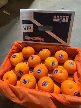 Chinese Wogan Mandarin Organic No Origin China Variety Tangerine - MAJESTIC ORCHARD - United States
