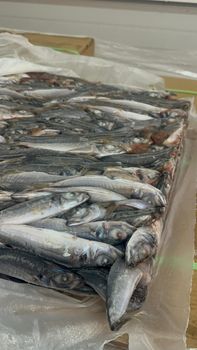 Horse Mackerel - Ndaona - Namibia