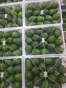 Hass Avocado - Greencrest Exports - Kenya
