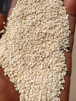 humera sesame from ASL IMPORT EXPORT humera sesame - ASL IMPORT EXPORT - Ethiopia