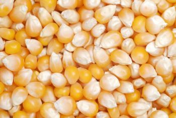 MAIZE – product photo, Agriculture, Food & Beverage products found from trusted suppliers, wholesalers, manufacturers & exporters Listing