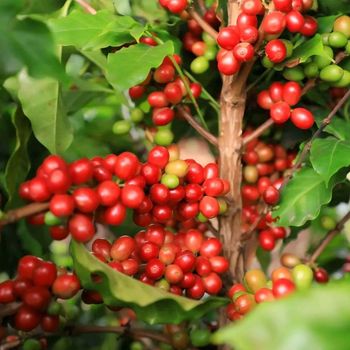 Coffee Beans - MJG Coffee - Ethiopia