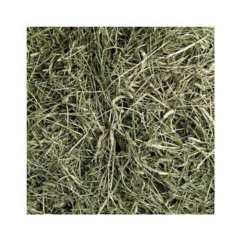 High quality Timothy hay bulk supply wholesale cheap price fast delivery - BMU TRADING GMBH - Germany