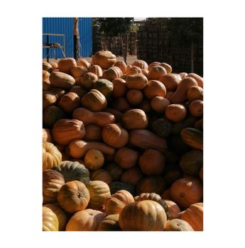 Excellent Quality Premium Grade Wholesale Fresh Vegetables Pumpkin from Egypt Origin Exporter at Competitive Price - El farida for export - Egypt