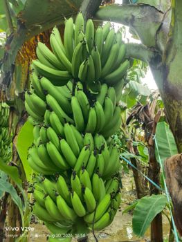 G9 Bananas from Softflix G9 Bananas - Softflix - India