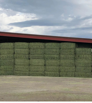 Wholesale Timothy Hay / Alfalfa Baled For Export.Alfalfa Hay , Timothy Hay - Buy Alfalfa Hey and Timothy Hay - Almaa SCS - Belgium