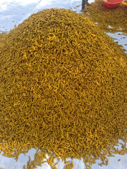 Turmeric finger from MOGSHA GLOBAL PRIVATE LIMITED Turmeric finger - MOGSHA GLOBAL PRIVATE LIMITED - India