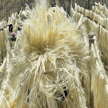 Natural Sisal Fibers in Bales on Suitable for a Variety of Industrial and Technical Applications - Carla Pisselli Commercio - Brazil