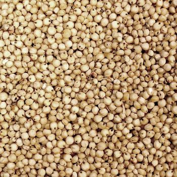 White Sorghum Bulk Supply With Competitive Wholesale Price For Global Buyers - MASI TRADING GMBH - Germany