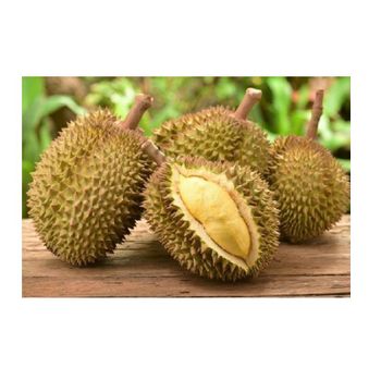 Top 1 quality Durian Fruit from Vietnam Wholesale in bulk Fresh Durian from EXIMGROUP, Ready To Export - EXIMGROUP - Vietnam
