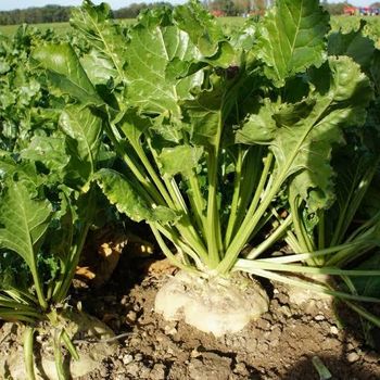 Sugarbeet Packaging HDPE pouch Grade Germination tested Fruit Weight 1.5 To 2 Kg Soil Preference Light Soil Leafy Green Growth Very Good - Greenfield Agriclinic and Agribusiness centre  - India
