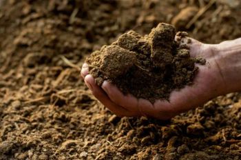 Cow Compost/Vermicompost Shelf Life 24 months Shape Cow Dung Powder, Cow Dung Cakes Packaging Details 25 kg in PP woven - Lumont International - India