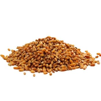 Premium Bulk Wheat Grain With 100% Natural Wheat And High Nutritional Content - THE GREEN INTERNATIONAL LIMITED - Tanzania