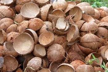 Coconut Shells for Charcoal Production Export Standard Stable Supply Natural Raw Material Agriculture Use - CPW TRADE LTD - United Kingdom