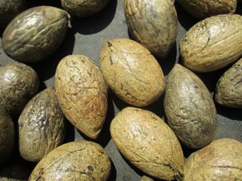 raphia - SAVA IMPORT EXPORT COMPANY LIMITED - Madagascar