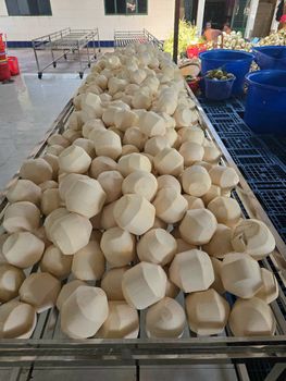 Tropical Fresh Coconut – Premium Natural Drink with Exotic Design from DAI VIET INTERNATIONAL IMPORT EXPORT COMPANY LIMITED Tropical Fresh Coconut – Premium Natural Drink with Exotic Design - DAI VIET INTERNATIONAL IMPORT EXPORT COMPANY LIMITED - Vietnam