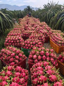 Premium Organic Dragon Fruit – Fresh from the Farm Color Vibrant Pink Flavor Sweet, Refreshing Texture Unique Spiky - DAI VIET INTERNATIONAL IMPORT EXPORT COMPANY LIMITED - Vietnam