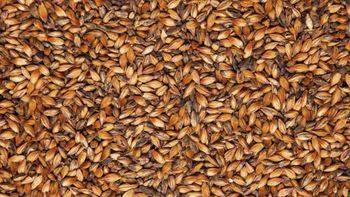 Premium Barley Malt for Sale Processing Type Roasted Packaging Details As per customer's - Bruckmann GmbH - Germany