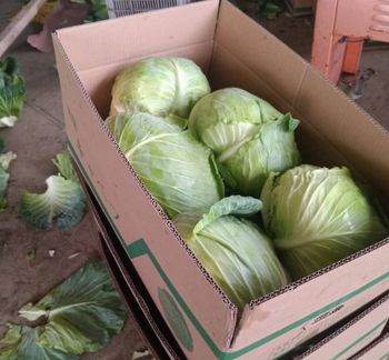 Fresh Cabbage Organic No Origin China Form Shandong Size 500-1.5KG Freshness Level Fresh, Other Packaging 10KG box, 25KG mash bag - Shanghai Hemi Supply Chain Technology Co., LTD - China