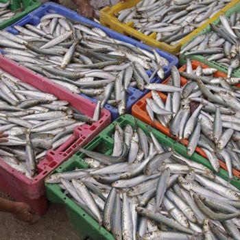 Frozen Capelin Fish Bulk Supply with Fast Delivery and Transparent Pricing for Global Markets - PILOTEXPORT IMPORT AND EXPORT LTD - South Africa
