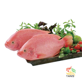 Frozen fish red tilapia premium quality for export - TANIS IMPORT & EXPORT COMPANY LIMITED - Vietnam