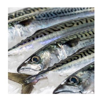 horse mackerel fish | big eye mackerel fish | Japanese horse mackerel -  CALIPSO POLSKA SP Z OO  - Poland