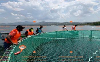 Aquaculture PE Fishing Netting Knotless Juvenile Circular Cage Fish Farming Nets - QINGDAO EVERGROWING IMPORT&EXPORT CO., LTD. - China