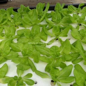 Dwc Deep Water Culture Hydroponics Lettuce System ZN-7579 PVC PP Double Layer 15D 1Y - Shouguang Zenong Greenhouse Engineering Co., Ltd. - China
