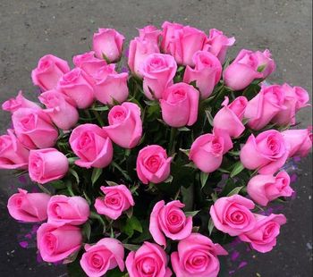 Rose - Govind Spiritual Flowers - India
