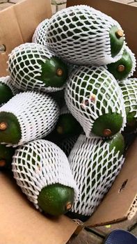 Pameling Avocado - PT Nava Kartika Global - Indonesia