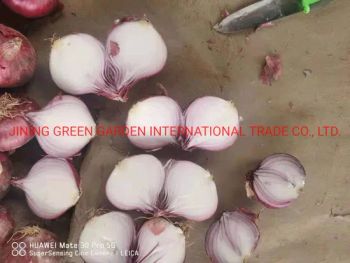 China Fresh Onion Fresh Shallot Fresh Red Skin Onion Top Quality Low Price Size 3-7cm, 5-8cm, 7-9cm, 9cm up Mesh Bag Pack Factory Direct Supply Experienced - JINING GREEN GARDEN INTERNATIONAL TRADE CO., LTD. - China