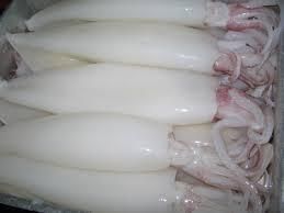 FROZEN SQUID T&T Size 60/up Packaging 800G Shelf Life 2 YEARS Packing Options 15kg Bulk, Custom Pricing Offered Nwnc, Nwfc, Fwnc, Fwfc - Netfish India - India