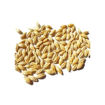 Feed Barley Wholesale Natural Organic First Grade Animal Feed Barley 50 Kg Bag from BMU TRADING GMBH Feed Barley Wholesale Natural Organic First Grade Animal Feed Barley 50 Kg Bag - BMU TRADING GMBH - Germany