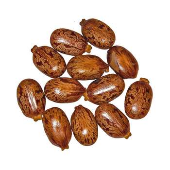 Castor Seeds bulk supply wholesale export-ready high-quality with fast delivery - Mundus Exports Pty Ltd - South Africa