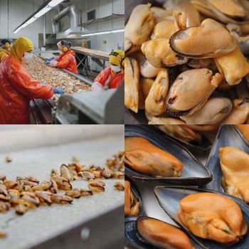 Frozen Mussel Meat Premium Seafood Supply For Wholesale Buyers Featuring Carefully Processed Product With Natural Texture - TOSOH INTERNATIONAL - South Africa