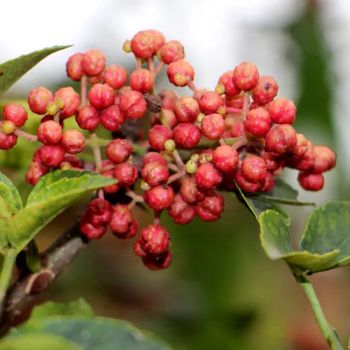 Fresh Green Wholesale Dried Red Sichuan Pepper for Food Seasoning - Jiangsu e.Funs Import & Export Co., Ltd. - China