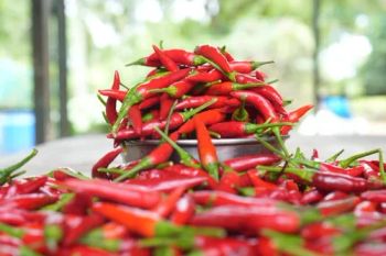 bird eye chili - VineRipeFoods - Kenya