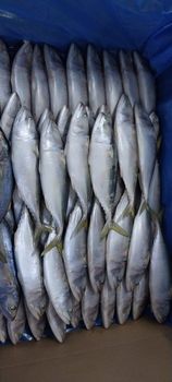 Indian Mackerel Origin Oman Grade A And Ah Size 4/6, 5/7, 6/8 Total Quantity 100 Ton Packing 10 Kg Unprinted - United Marine Business Spc - Oman