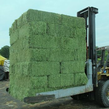 Alfalfa Hay from AGRO AFRIQUE COMPANY LIMITED Alfalfa Hay - AGRO AFRIQUE COMPANY LIMITED - Tanzania