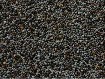 Buy Poppy Seeds - Poppy Seeds For Sale Online - AMAC GOLD AND DIAMOND METALS SUPPLIER - Germany