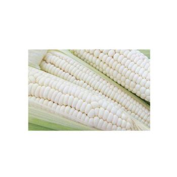 Wholesale white maize supply direct from top producers Grade A Features Gluten-Free, Organic Packaging Size > 1 kg to 5 kg, > 10 kg to 25 kg - MASI TRADING GMBH - Germany