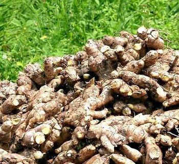 FRESH GINGER - AGRO AFRIQUE COMPANY LIMITED - Tanzania