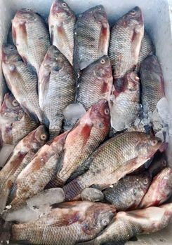 Frozen Seafood Tilapia for sale/ Wholesale frozen tilapia fillet fish /buy bulk tilapia fish - VERTEX TRADING LIMITED - United Kingdom