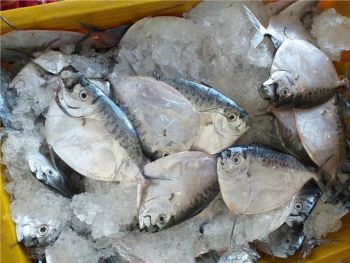 Frozen Moonfish Frozen Seafood Sea Frozen Fish - VERTEX TRADING LIMITED - United Kingdom