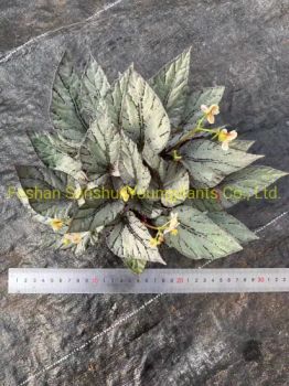 Begonia Rex Arctic Breeze Natural Plants Flower and Foliage Import From China - Foshan Sanshui Youngplants Co., Ltd. - China