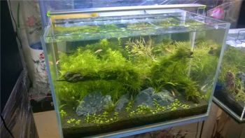 High Quality Custom Glass Fish Tank and Aquariums Accessories - Jiangmen Bolipai Glass Products Co., Ltd. - China