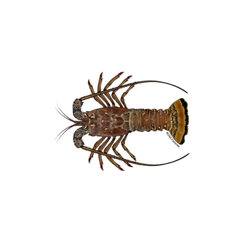 Premium royal spiny lobster available in frozen and fresh form - BMU TRADING GMBH - Germany