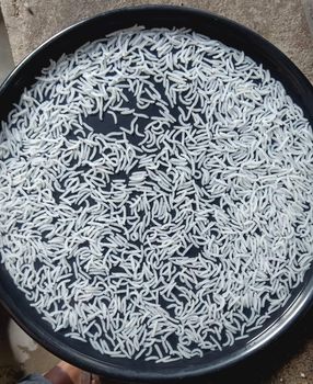White Basmati Rice - Utkarsh Entrprises - India